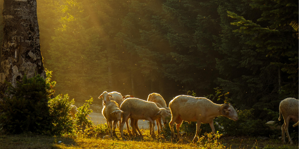 _Faith Blog pin post Earth Tones