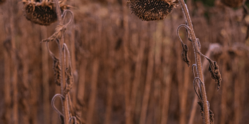 withering crops-working hard no results blog post